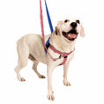 Load image into Gallery viewer, Star Spangled Freedom No-Pull Dog Harness – EarthStyle