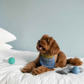 Load image into Gallery viewer, Nooee pet Wool Toy Ball (4CM)