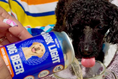 Load image into Gallery viewer, Bark Light Pumpkin Dog Water