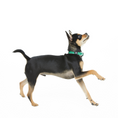 Load image into Gallery viewer, Dog Collar.