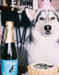 Load image into Gallery viewer, Yappy Hour Variety Hydration Pack for Dogs poured into a bowl for dogs