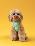 Load image into Gallery viewer, NO PULL ACTIVE PET HARNESS - MINT GREEN