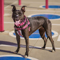 Load image into Gallery viewer, Love Graffiti Red Freedom No-Pull Dog Harness – Earthstyle