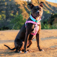 Load image into Gallery viewer, Rose Pink Freedom No-Pull Dog Harness