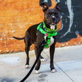 Load image into Gallery viewer, Neon Green Freedom No-Pull Dog Harness