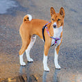 Load image into Gallery viewer, Love Graffiti Blue Freedom No-Pull Dog Harness – Earthstyle