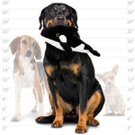 mighty® Ocean Series - Whale