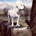Load image into Gallery viewer, The "Maximus" leash white & gold