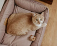 Load image into Gallery viewer, Velvet Cat Bed Dreamer - Southlake Paws