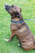Load image into Gallery viewer, Sport Style Blue Jeans Leather Leash