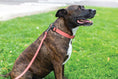 Load image into Gallery viewer, Sport Style Coral Reef Leather Dog Collar - image 4