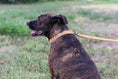 Load image into Gallery viewer, Sport Style Khaki Leather Leash - image 2