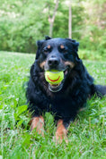 Load image into Gallery viewer, Happy Tennis Ball