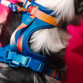 Load image into Gallery viewer, Atlas Dog Harness