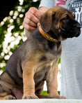 Load image into Gallery viewer, The "Superstar" puppy dog collar