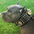 Load image into Gallery viewer, 'Imperium'' hand stitched 8 cm wide show collar