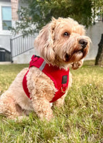 SoHo Dog Harness - Iconic Red