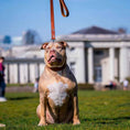 Load image into Gallery viewer, Plain "Style" collar brown