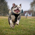 Load image into Gallery viewer, The ''Style'' harness Black