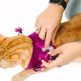 Load image into Gallery viewer, Joana Cat Harness & Leash Set