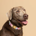 Load image into Gallery viewer, Minka Dog Collar