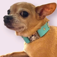 Load image into Gallery viewer, The Monte Carlo Collar in Sniffany Blue - image 4