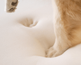 Load image into Gallery viewer, PupRug Faux Fur Orthopedic Dog Bed - Curve White with Brown Accents