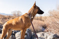 Load image into Gallery viewer, Modern Style Quick-Release Chocolate Leather Dog Collar - image 4