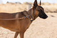 Load image into Gallery viewer, Modern Style Quick-Release Khaki Leather Dog Collar - image 4