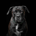 Load image into Gallery viewer, The ''D`Albertis'' collar