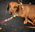 Load image into Gallery viewer, COLLAR - LUSCIOUS BOW