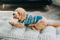Load image into Gallery viewer, Alpaca Teal Fair Isle Dog Sweater