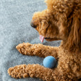 Load image into Gallery viewer, Nooee Pet Wool Toy Ball (6CM)