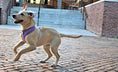 Load image into Gallery viewer, EcoBark Lavender Dog Harness - Over-the-Head Soft Mesh Vest Halter for XS to Medium Breed Dogs