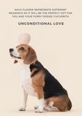 Load image into Gallery viewer, PARADISE PET TOY - CUCURBITA