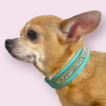 Load image into Gallery viewer, The Monte Carlo Collar in Sniffany Blue - image 5