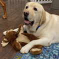 Load image into Gallery viewer, Maple Moose X-Brace™ Durable Plush Dog Toy - image 10