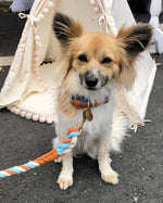 COLLAR - VIBRANT SUNSET