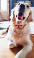 Load image into Gallery viewer, COLLAR - LUSCIOUS BOW