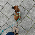 Load image into Gallery viewer, Blue and Green - Dog Harness
