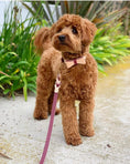 Load image into Gallery viewer, COLLAR - LUSCIOUS BOW