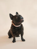 Load image into Gallery viewer, Lilco Braided-Collar | Sunblush