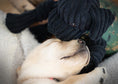 Load image into Gallery viewer, HuggleCause™, Warrior Canine Connection, Black Lab Luke Knottie® Plush Dog Toy, Large - image 8