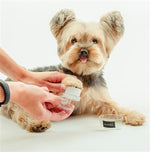 Face and Paw Brush by Dog Fashion Spa