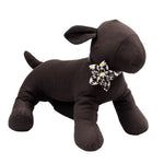 Black Lazy Daisy Flower