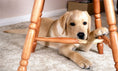 Load image into Gallery viewer, Dog Bitter Spray Anti-Chew - Anti-Lick