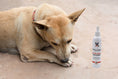 Load image into Gallery viewer, Dog Bitter Spray Anti-Chew - Anti-Lick