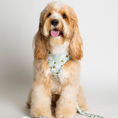 Load image into Gallery viewer, Little Honey Adjustable Harness