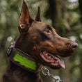 Load image into Gallery viewer, The ''Venom'' collar