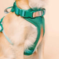 Load image into Gallery viewer, Parker Dog Harness